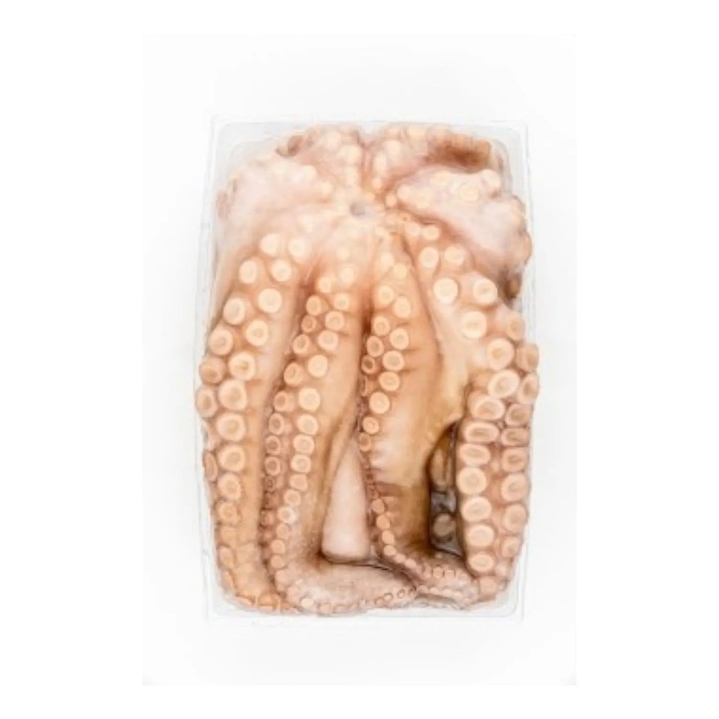 Pulpo Nacional del Norte